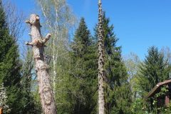 Démontage arbre dangereux