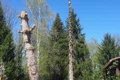 Démontage arbre dangereux