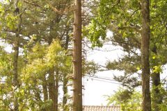 Démontage arbre gênant.