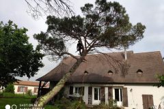 Démontage pin dangereux, penché sur la toiture