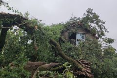 Arbre écroulé par la tempete a Montpon