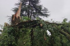Arbre bi-centenaire cassé par la tempete a Montpon