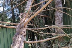 Intervention apres tempete arbre cassé sur la toiture
