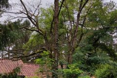 Démontage acacia sec