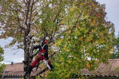 Elagage et démontage arbre genant en ville